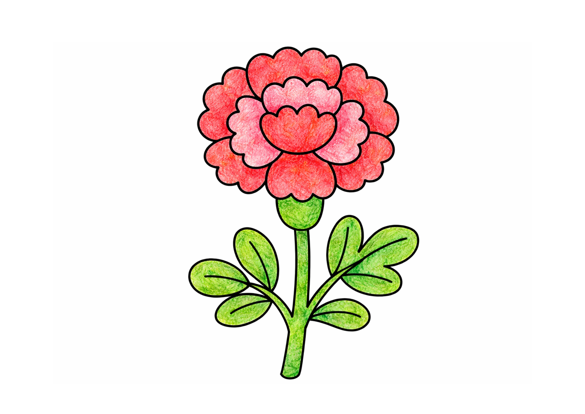 カーネーションのシンプルな塗り絵 子供向け カラー見本