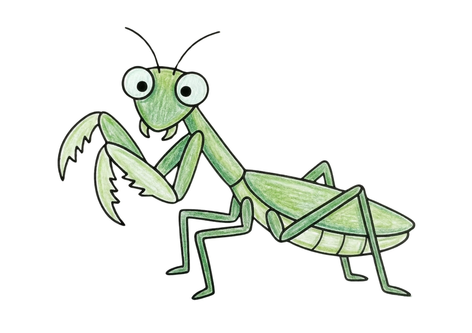 カマキリの塗り絵 カラー見本｜無料ダウンロード・印刷