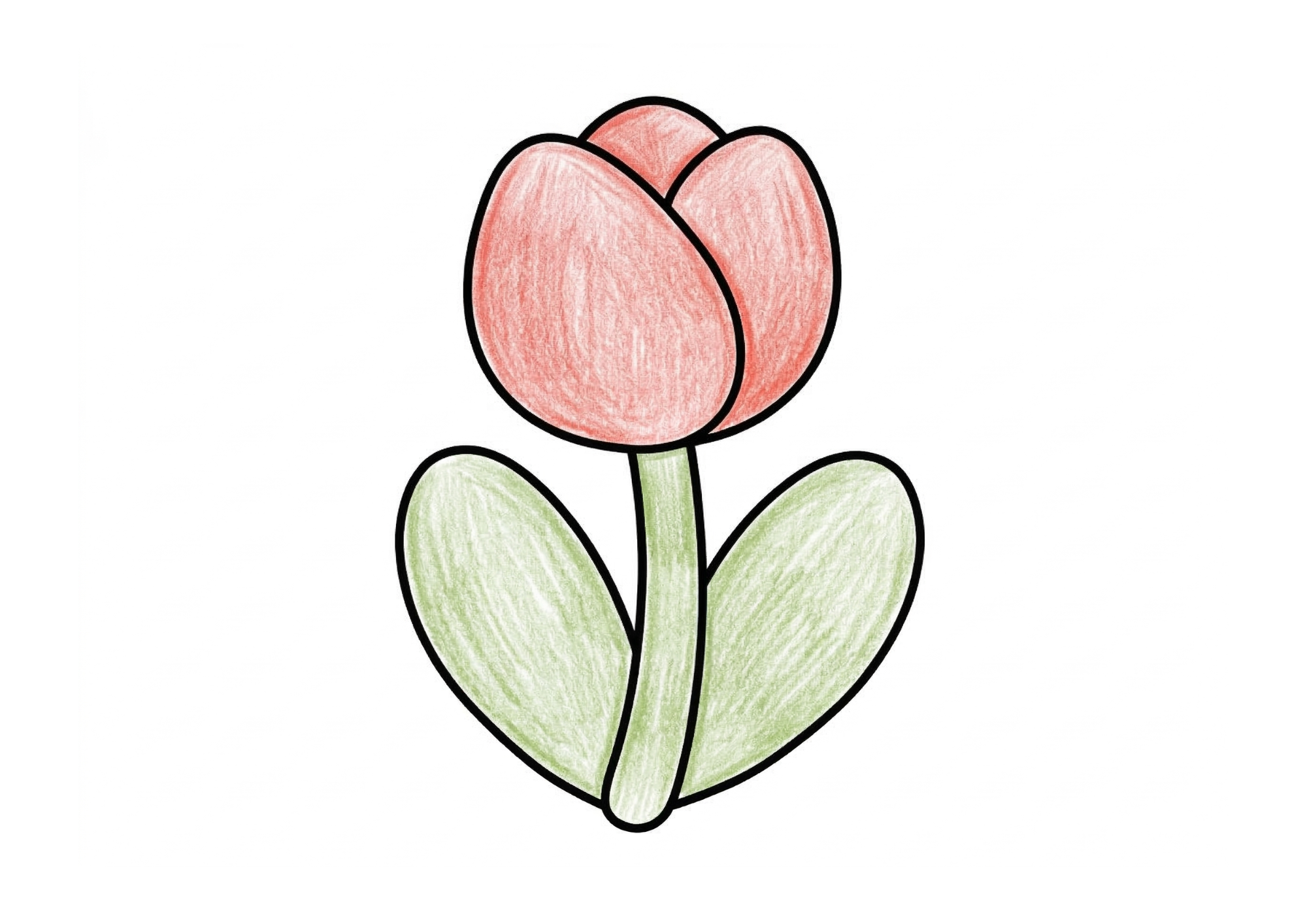 チューリップの塗り絵イラスト カラー見本 春の花 かわいい