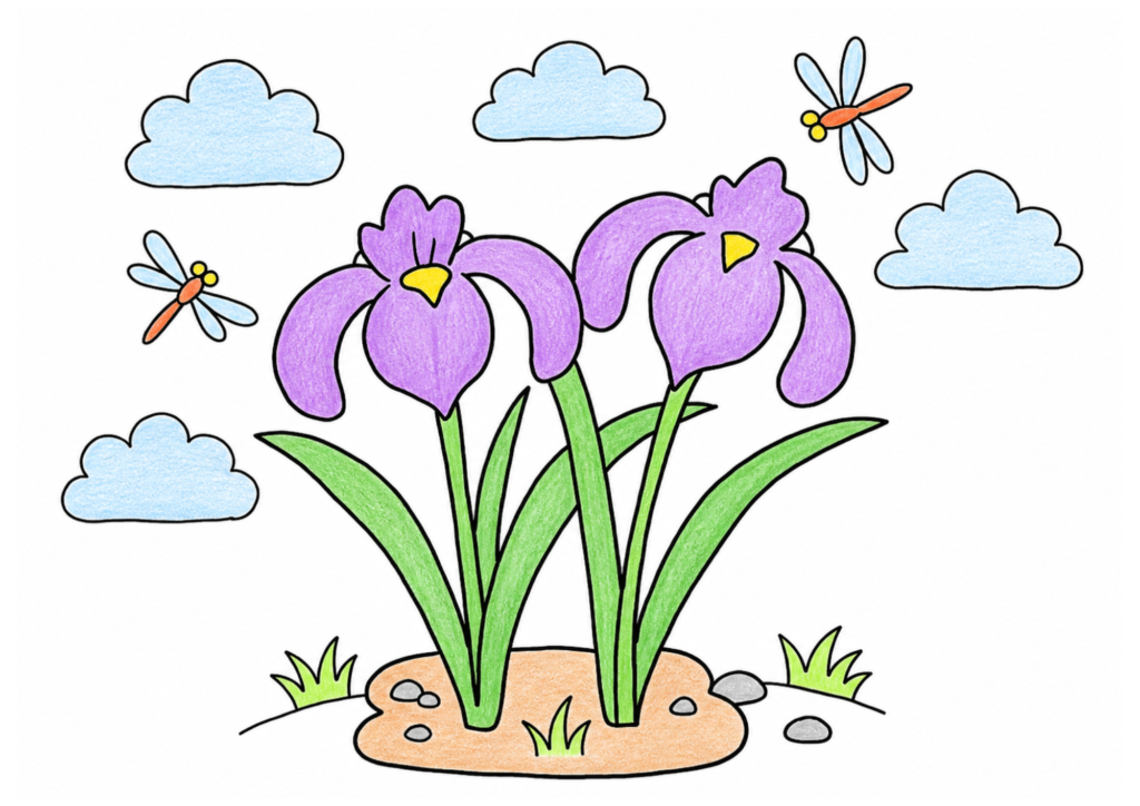 菖蒲（あやめ）の花の塗り絵 カラー見本
