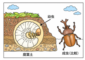 カブトムシと幼虫の塗り絵 カラー見本