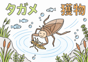 タガメの塗り絵 カラー見本
